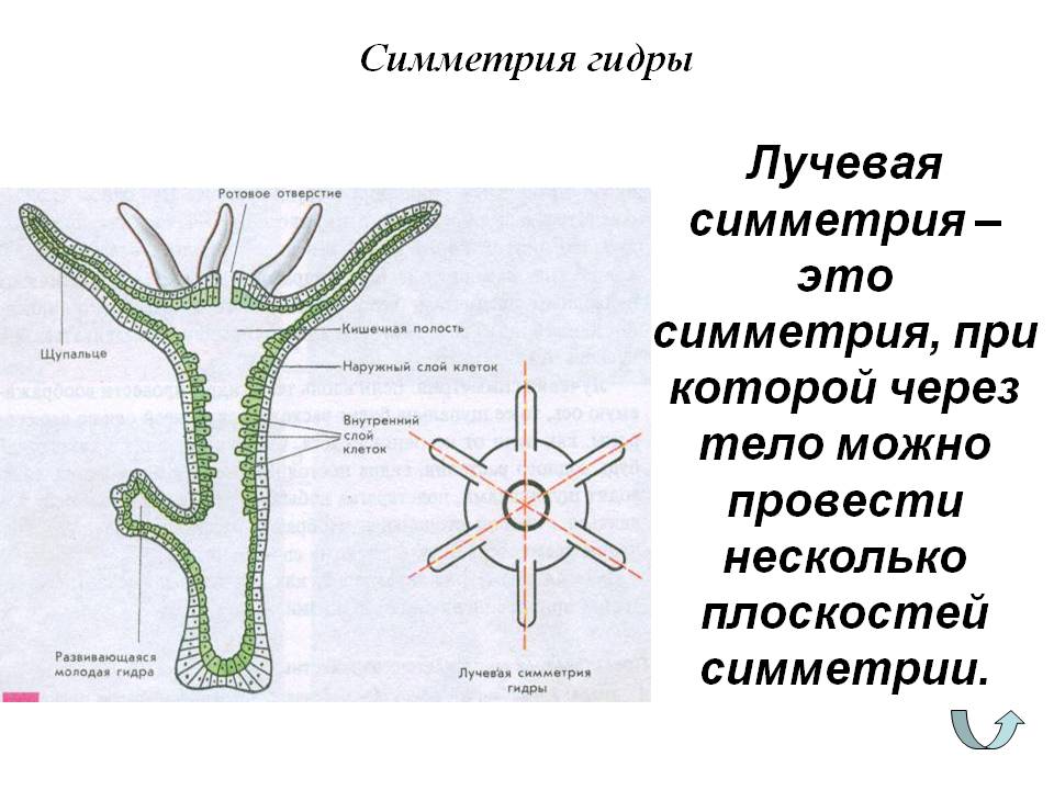 Кракен клирнет ссылка